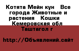 Котята Мейн кун - Все города Животные и растения » Кошки   . Кемеровская обл.,Таштагол г.